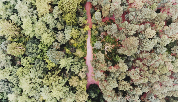 实测教程”天胡荽的功效与作用”详细透视辅助方法